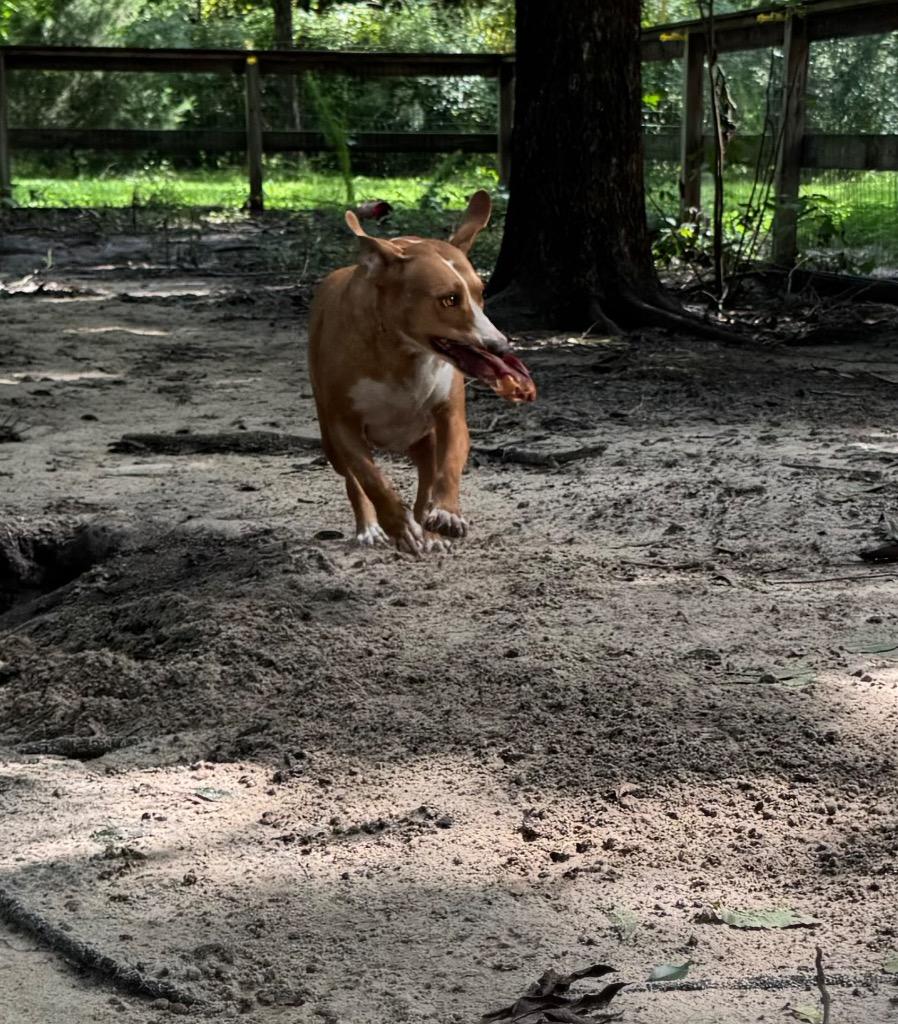 Enlarge Goldie, a Adoptable Bull Terrier in Waynesville, GA image 2/3
