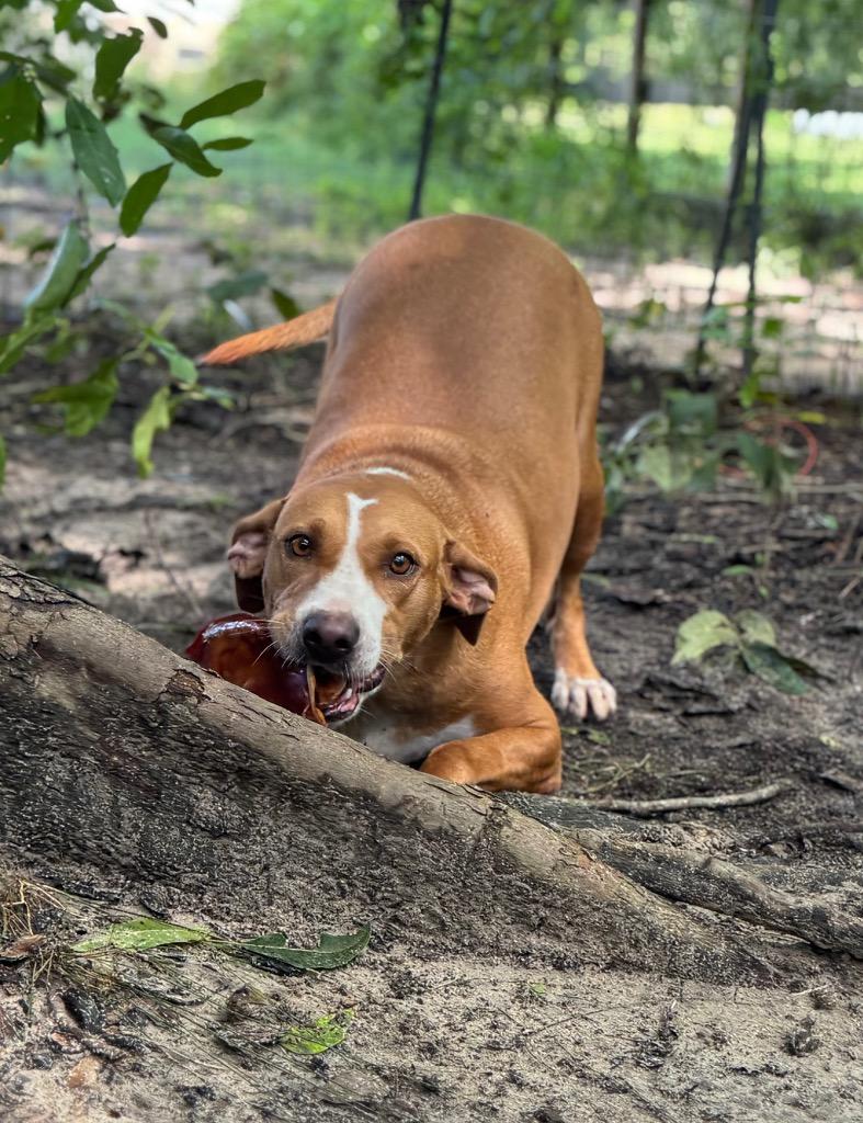 Enlarge Goldie, a Adoptable Bull Terrier in Waynesville, GA image 3/3