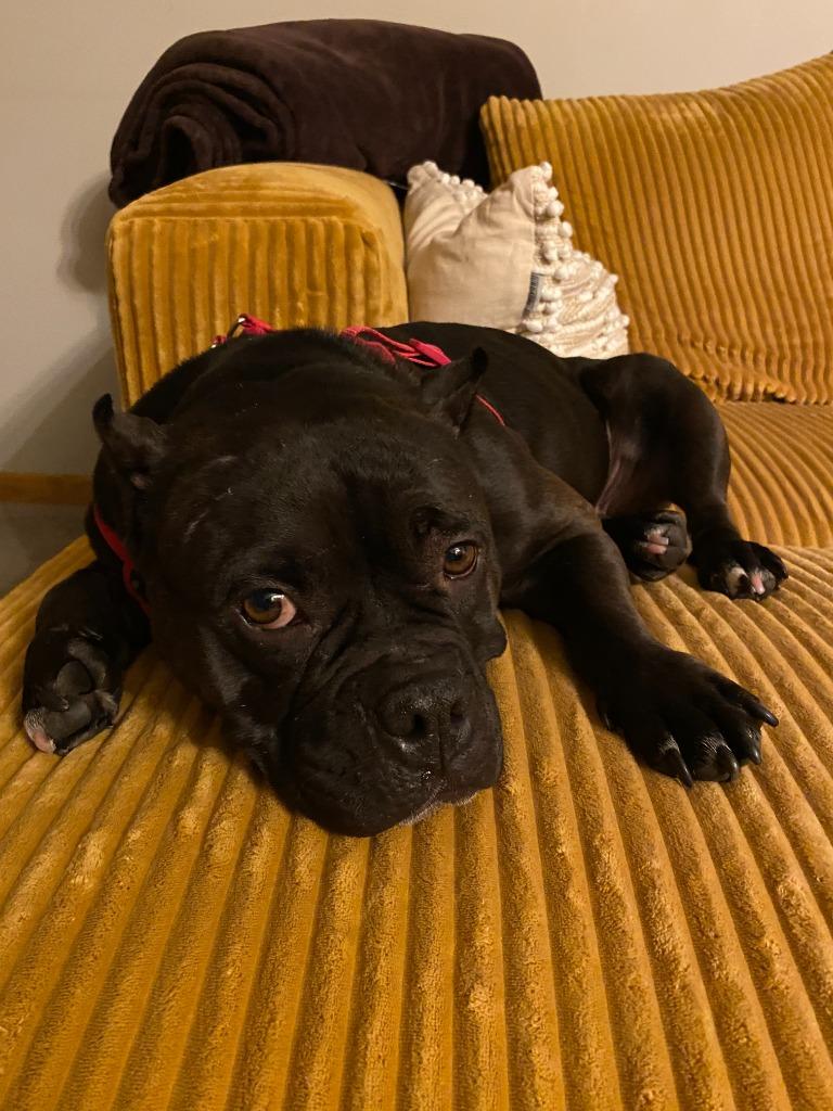 Enlarge Bug, a Adoptable Staffordshire Bull Terrier in Minneapolis, MN image 1/6