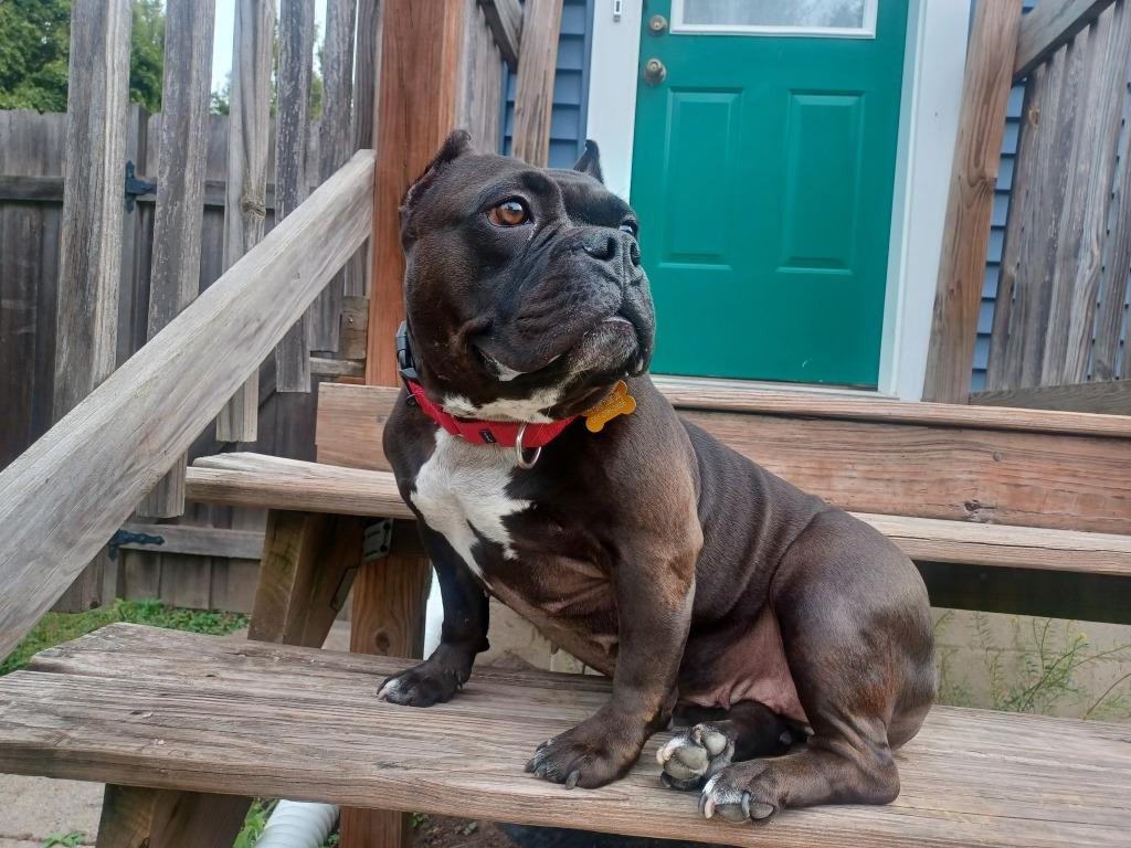 Enlarge Bug, a Adoptable Staffordshire Bull Terrier in Minneapolis, MN image 4/6