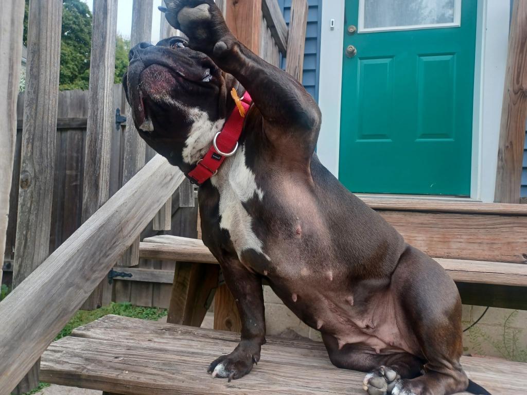 Enlarge Bug, a Adoptable Staffordshire Bull Terrier in Minneapolis, MN image 6/6