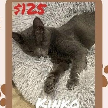 Kinko, Adoptable, Young Male Domestic Short Hair.