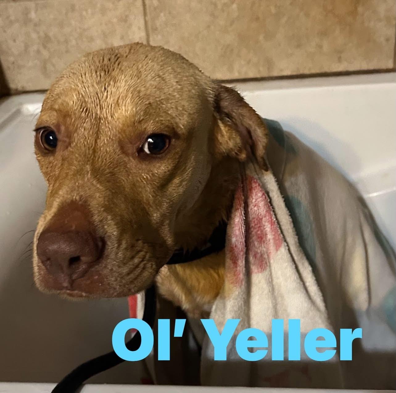 Ol Yeller, Adopted, Adult Male American Staffordshire Terrier.