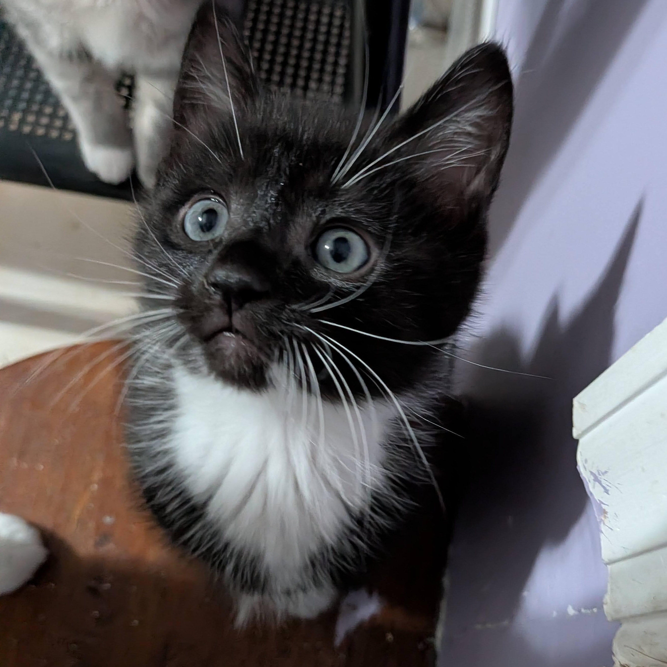 Enlarge Pete The Cat, an adopted Domestic Short Hair in Ellicott City, MD image 3/6