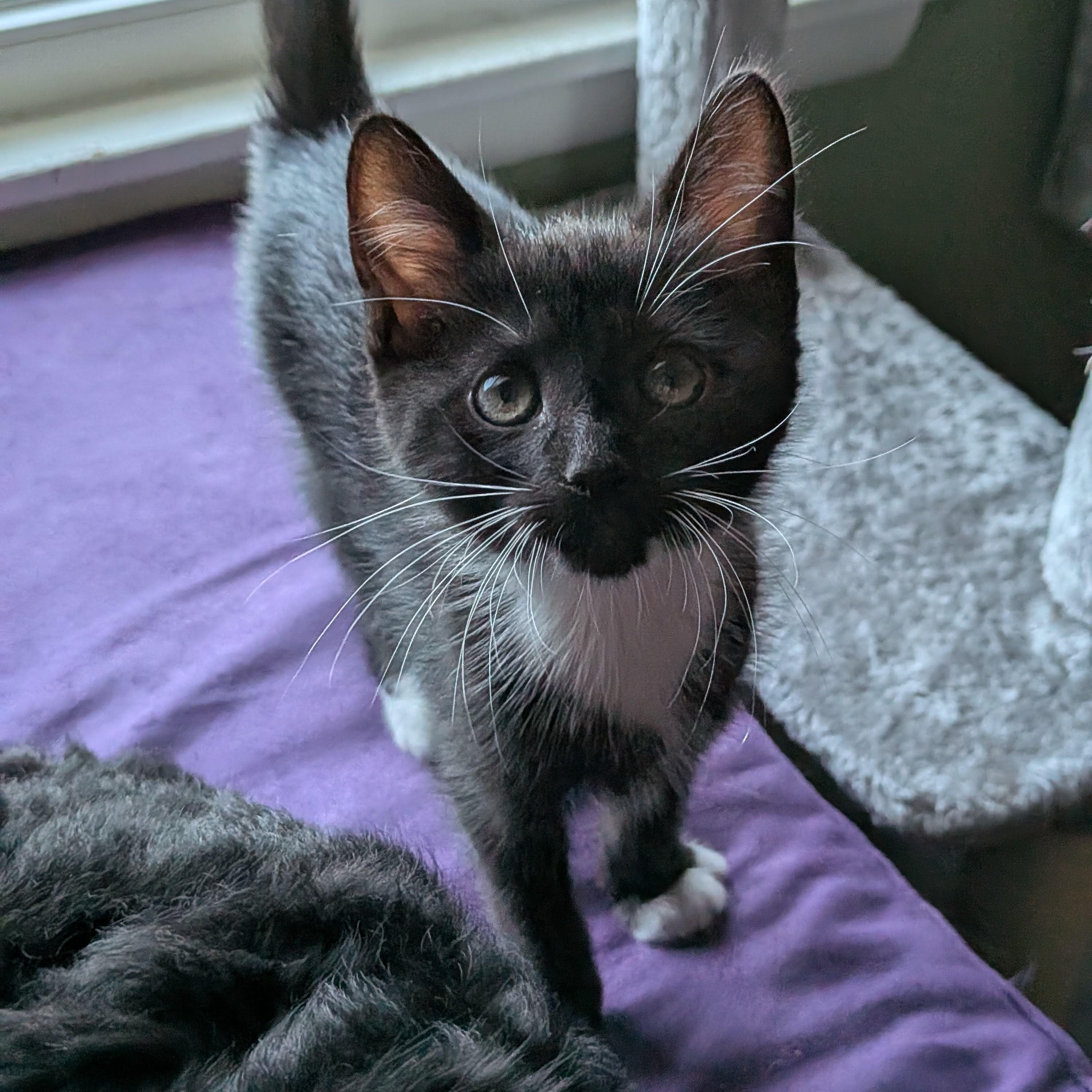 Enlarge Pete The Cat, an adopted Domestic Short Hair in Ellicott City, MD image 1/6