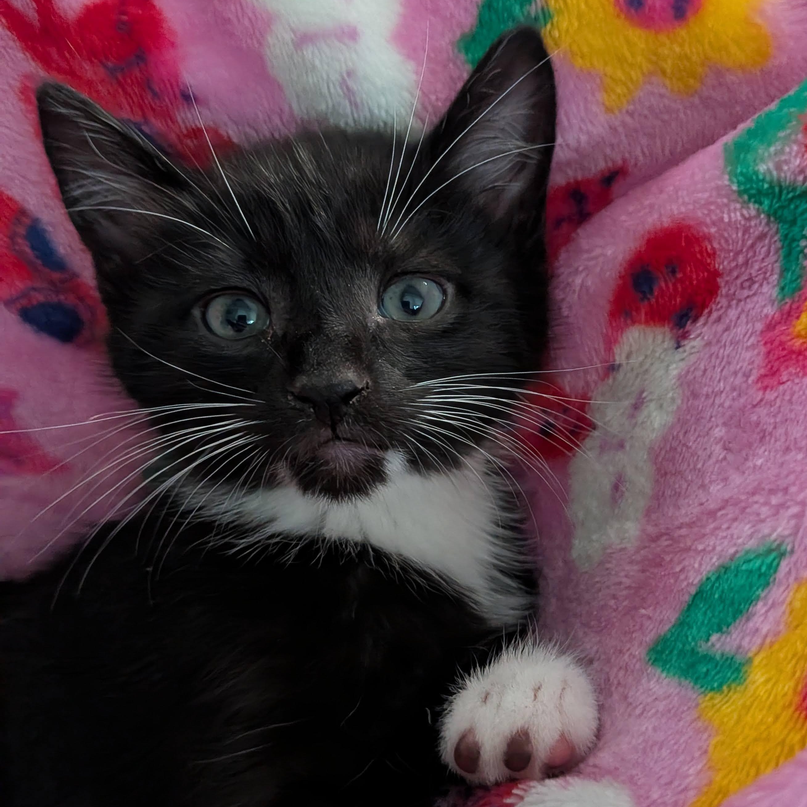 Enlarge Pete The Cat, an adopted Domestic Short Hair in Ellicott City, MD image 6/6