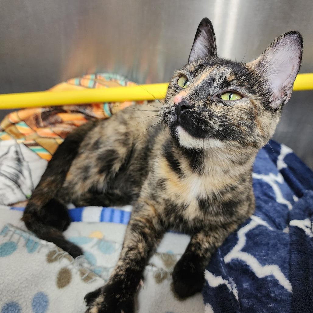 Clawdeen, Adoptable, Adult Female Domestic Short Hair.