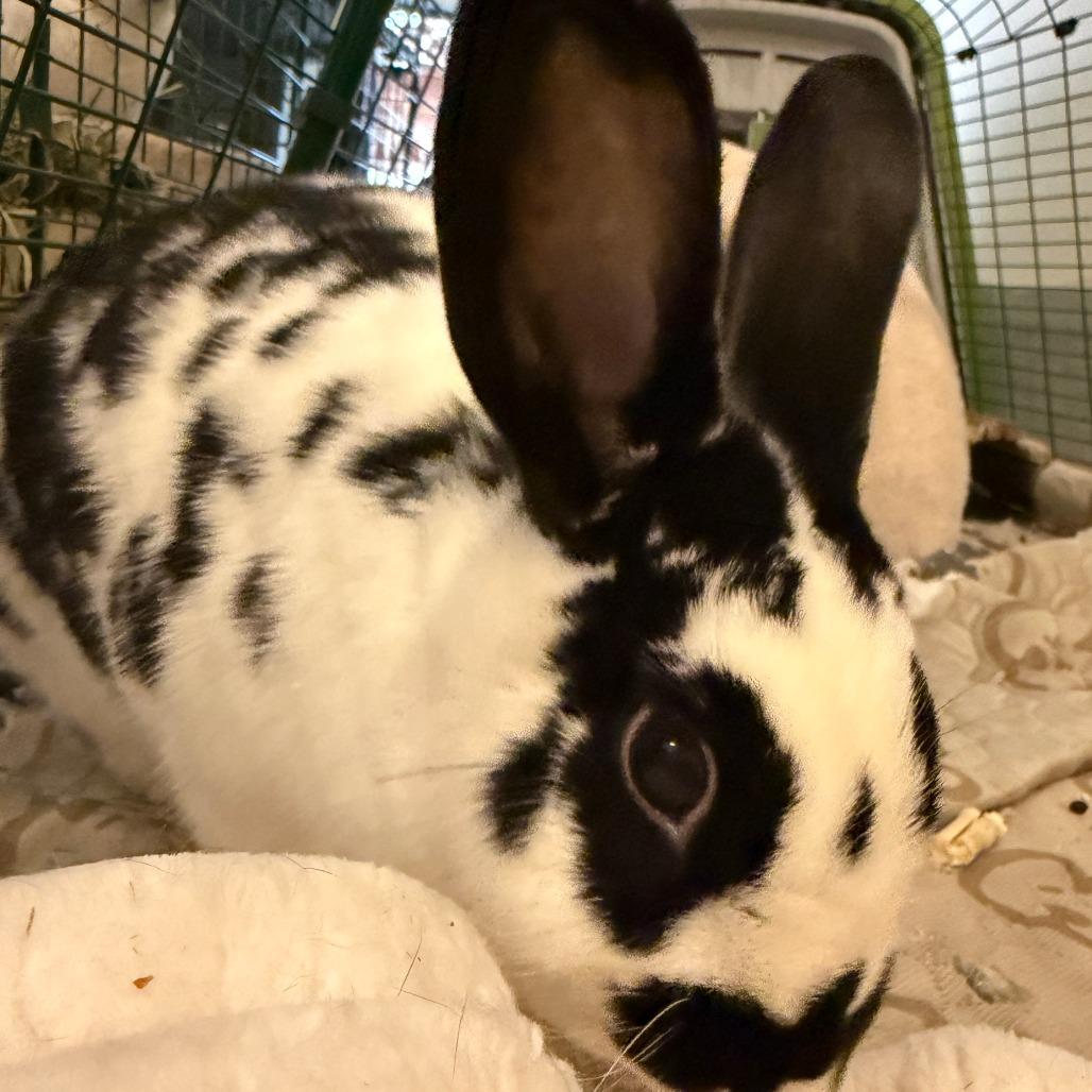Enlarge Nelly (bonded with Buns), a Adoptable Dutch in Portland, OR image 2/6