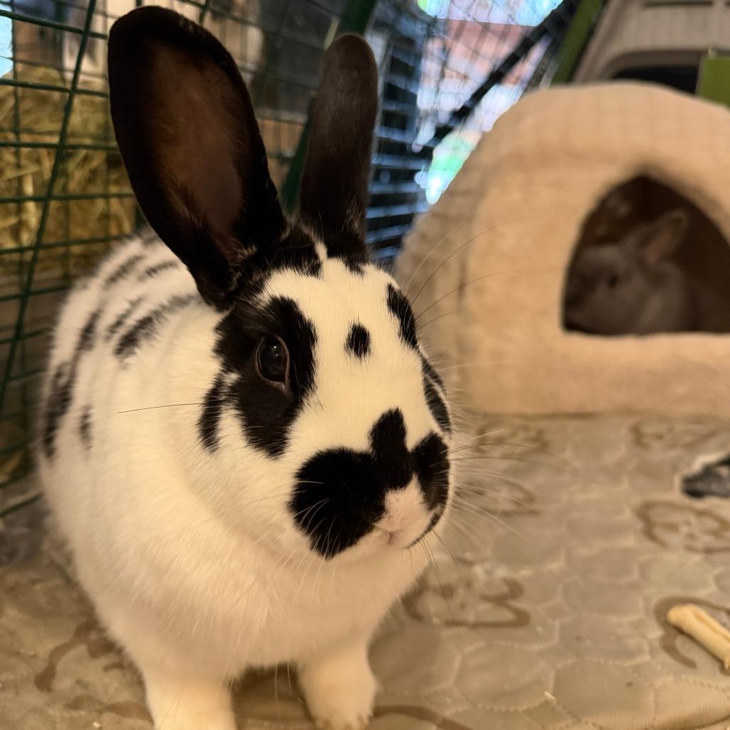 Enlarge Nelly (bonded with Buns), a Adoptable Dutch in Portland, OR image 6/6