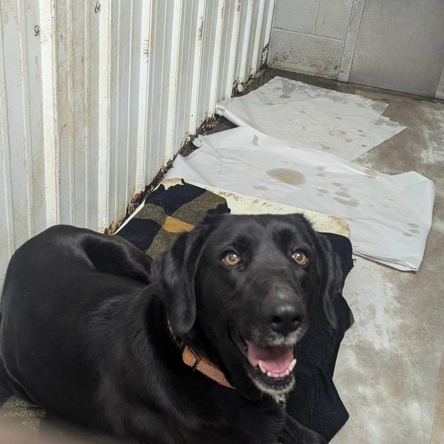 Enlarge Dee, an adopted Black Labrador Retriever in Logan, OH image 1/2