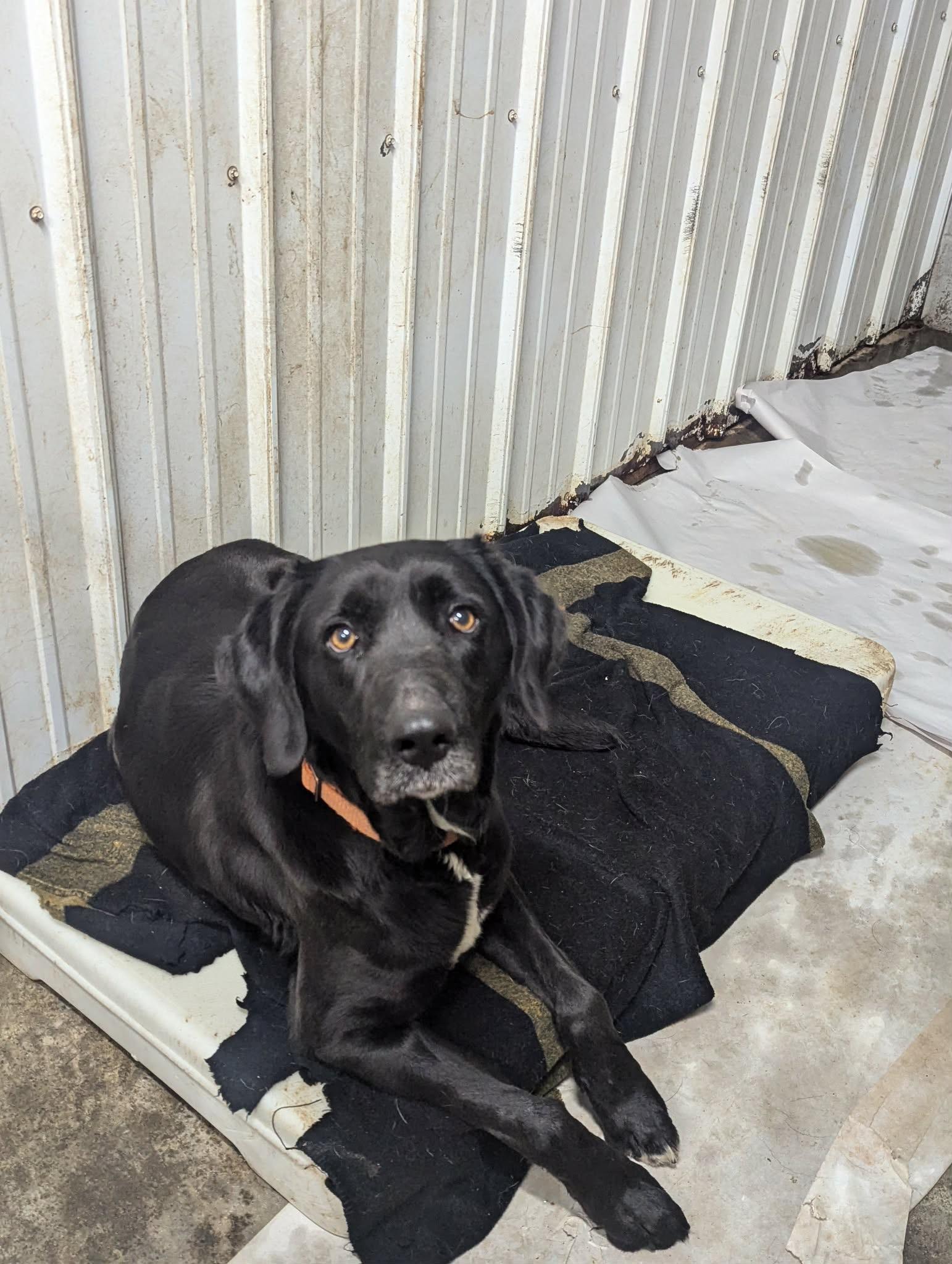Enlarge Dee, an adopted Black Labrador Retriever in Logan, OH image 2/2