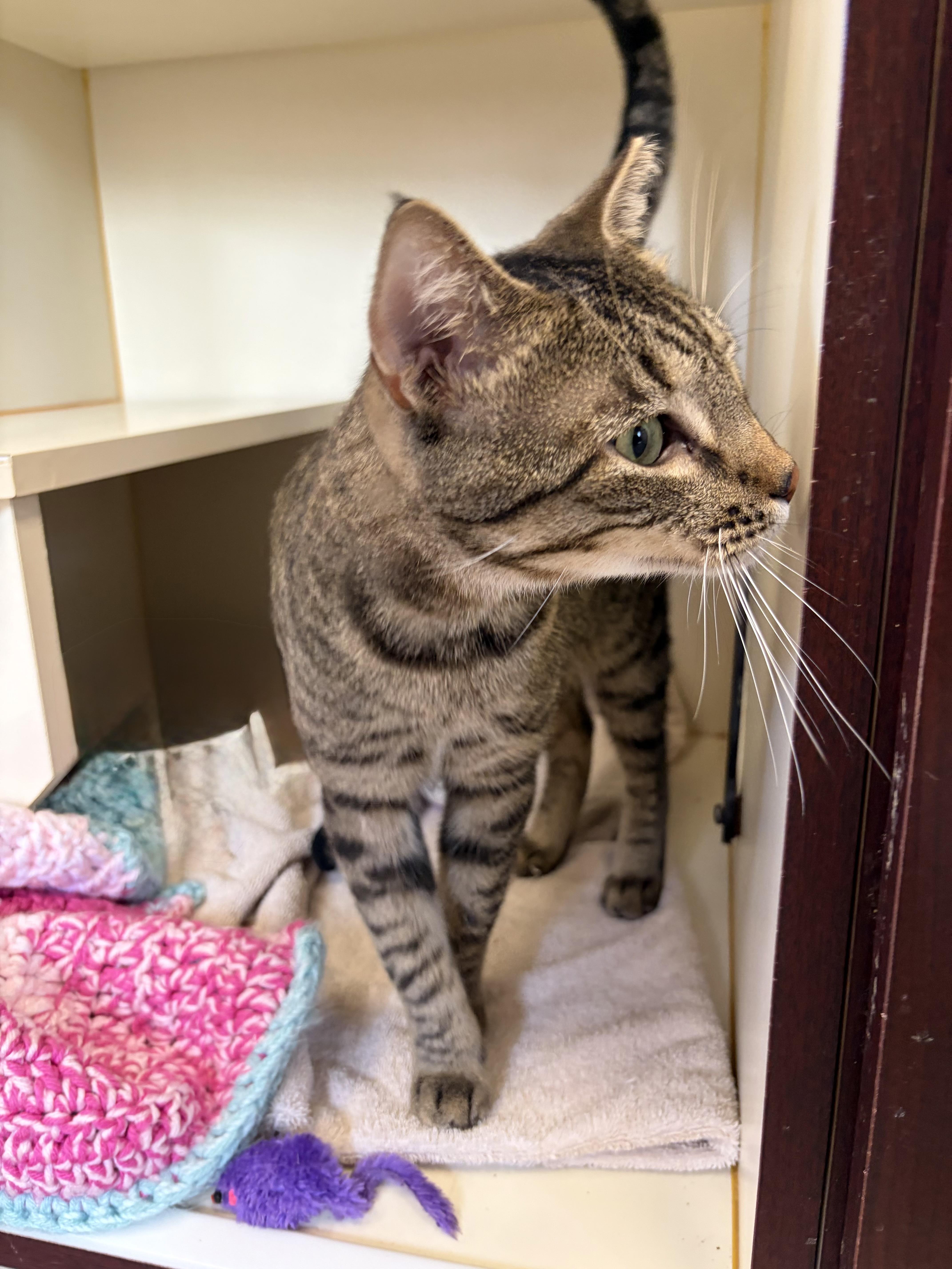 Enlarge Dr. Abob, a Adoptable Domestic Short Hair in Somerset, NJ image 3/3
