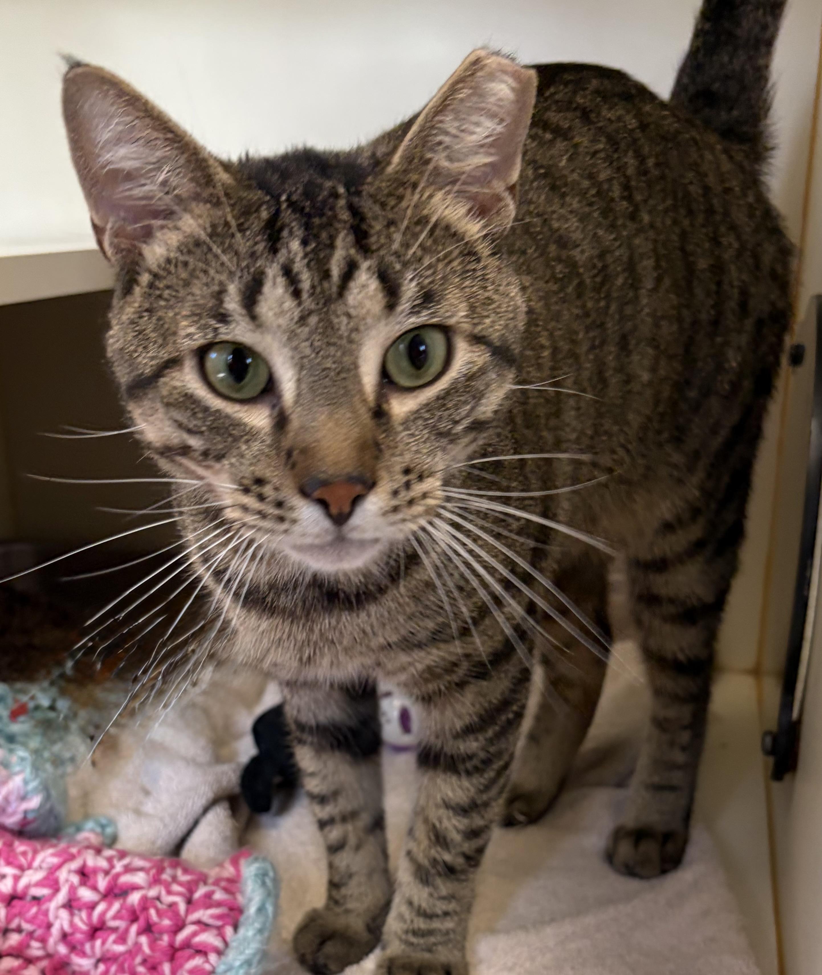 Enlarge Dr. Abob, a Adoptable Domestic Short Hair in Somerset, NJ image 2/3