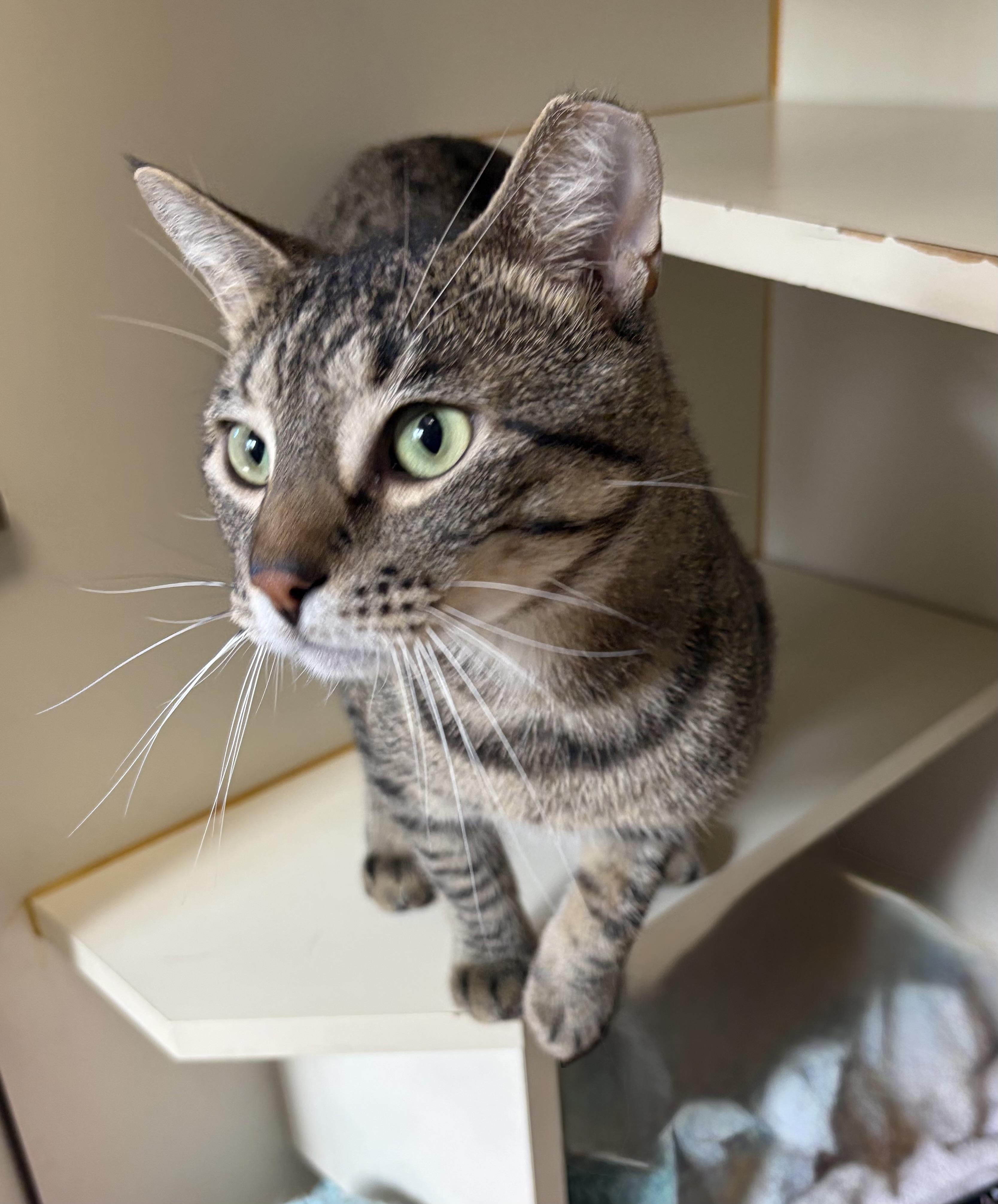 Dr. Abob, Adoptable, Adult Male Domestic Short Hair.