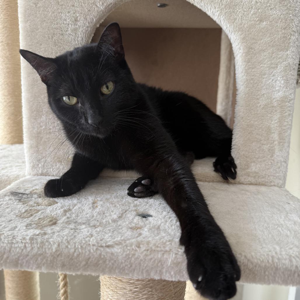Enlarge Guy, a Adoptable Domestic Short Hair in Oakton, VA image 1/5