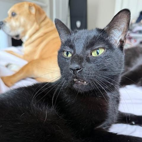 Enlarge Guy, a Adoptable Domestic Short Hair in Oakton, VA image 2/5