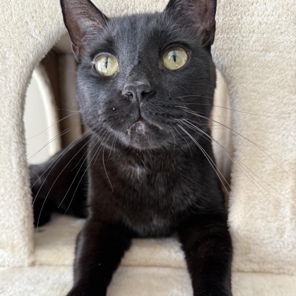 Enlarge Guy, a Adoptable Domestic Short Hair in Oakton, VA image 4/5