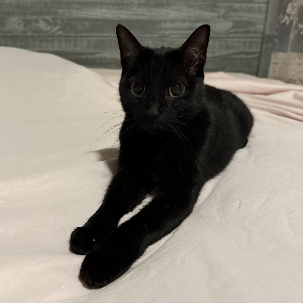 Enlarge Guy, a Adoptable Domestic Short Hair in Oakton, VA image 5/5