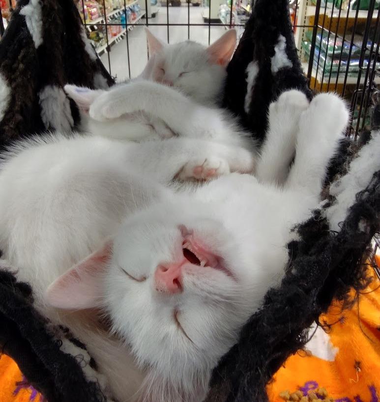 Casper and Phantom (Brothers)