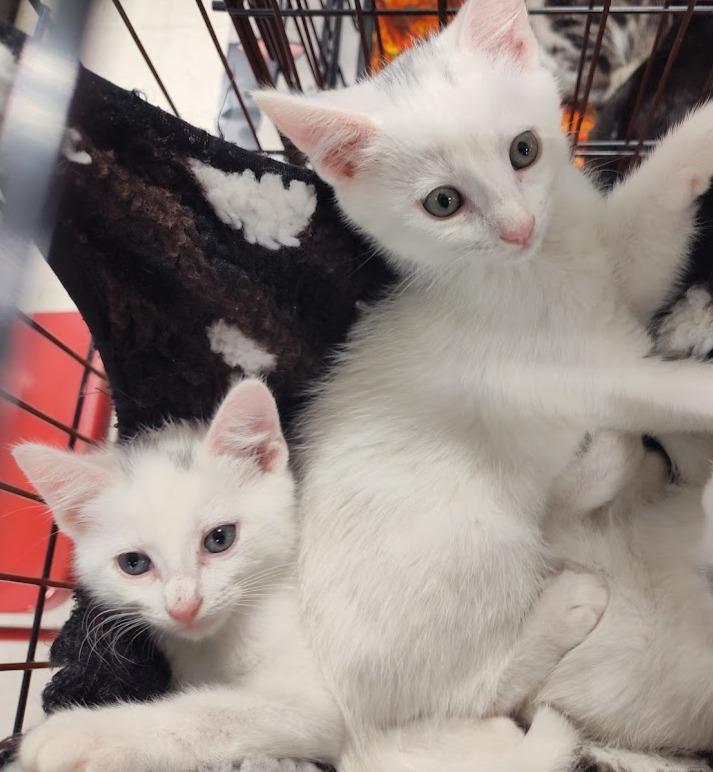 Casper and Phantom (Brothers)