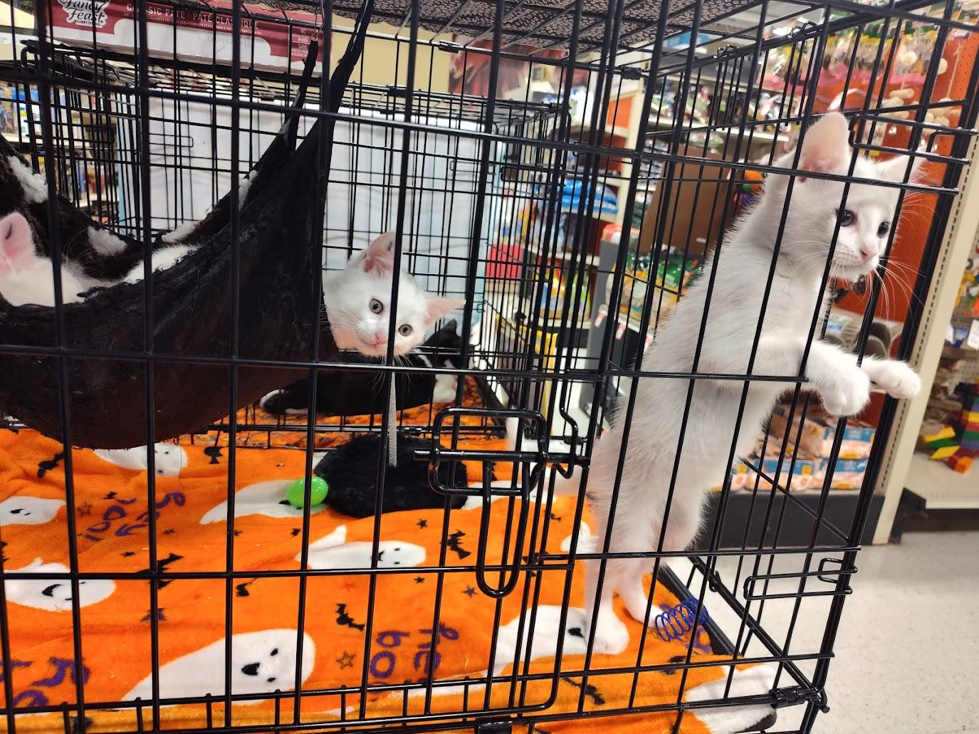 Casper and Phantom (Brothers)