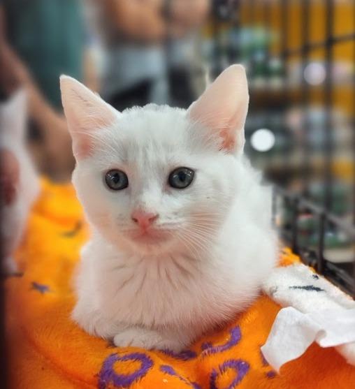 Casper and Phantom (Brothers)