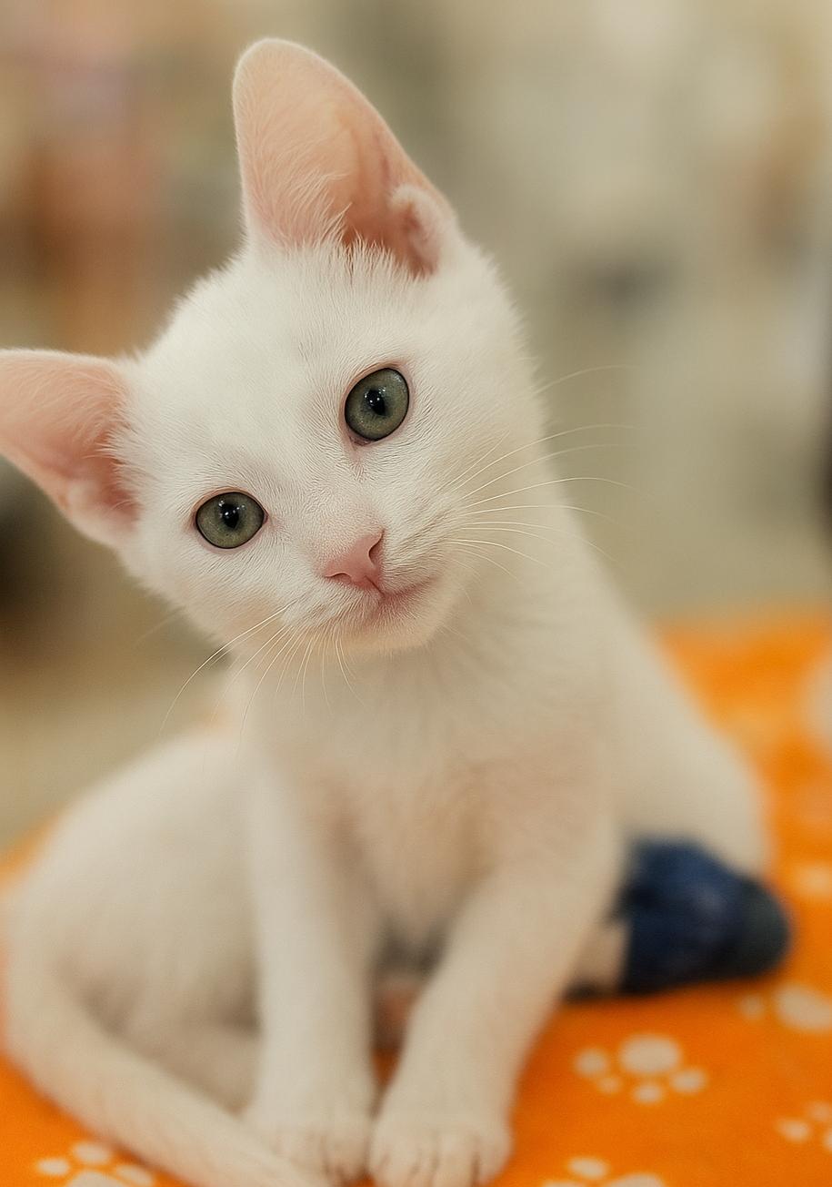 Casper and Phantom (Brothers)