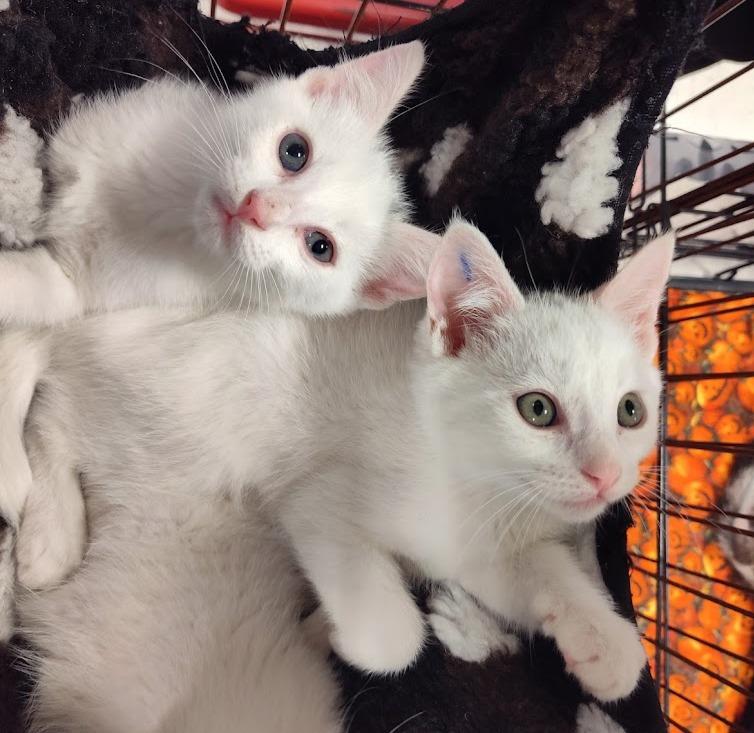 Casper and Phantom (Brothers)
