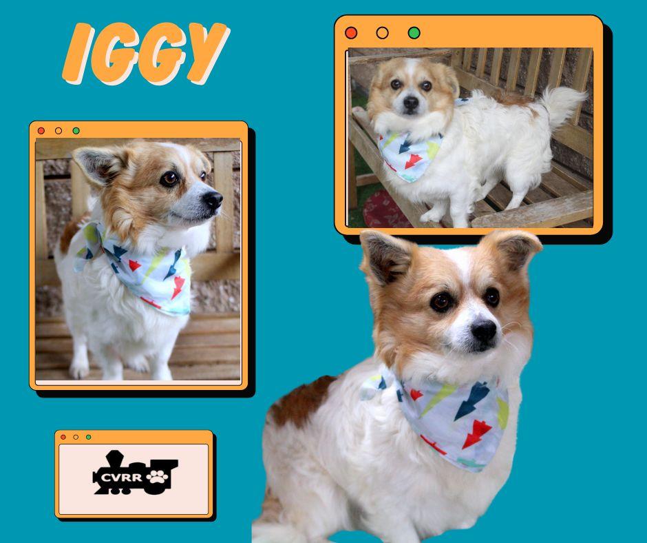 Enlarge Iggy, a Adopted Papillon in LINDSAY, CA image 1/1