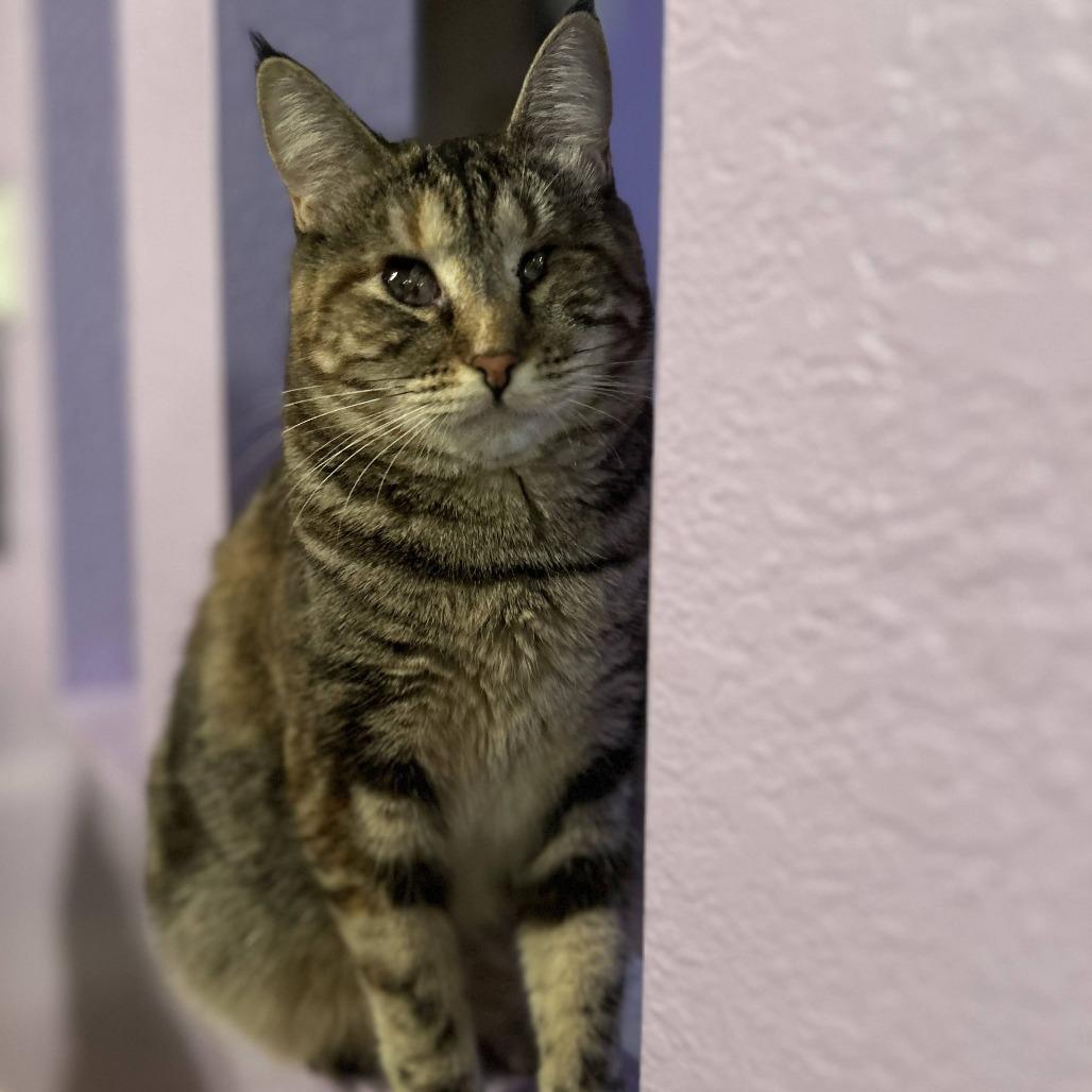 Georgia 2024, Adoptable, Senior Female Domestic Medium Hair.