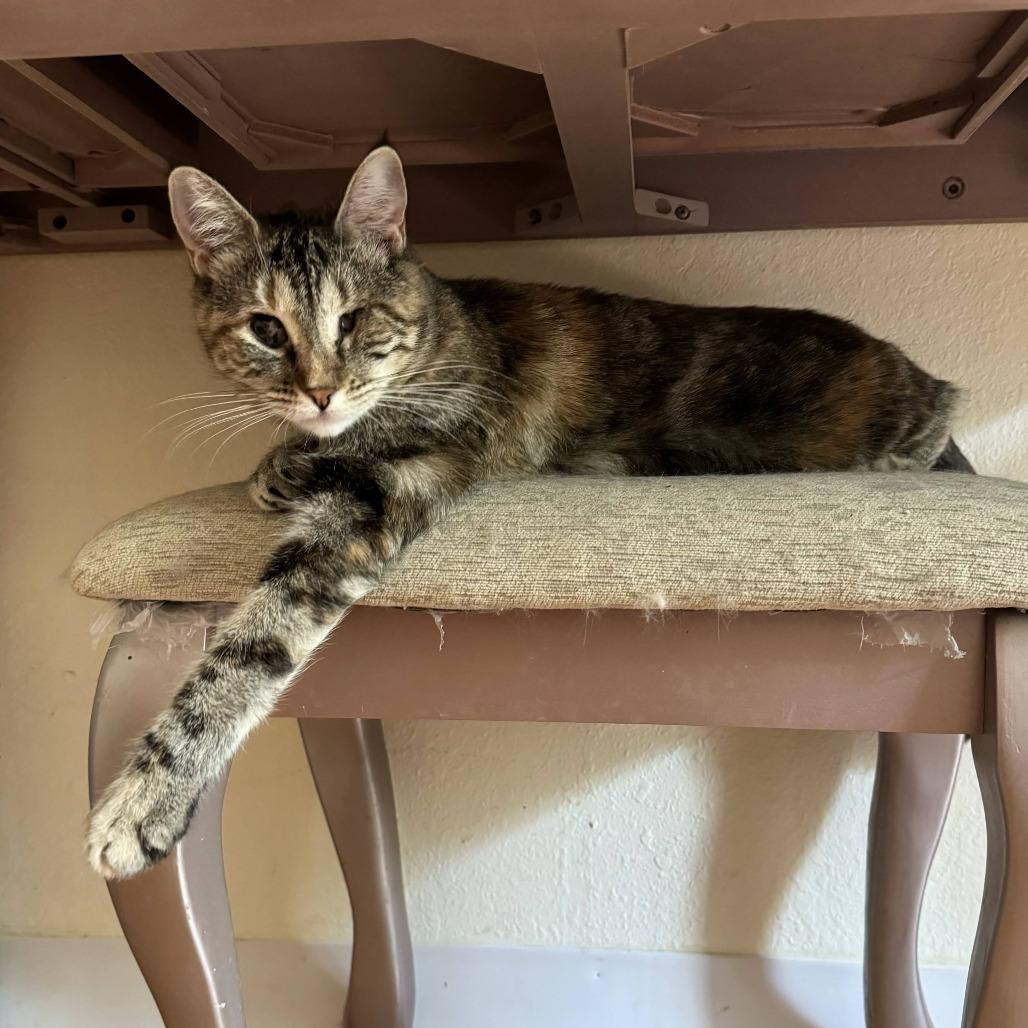 Enlarge Georgia 2024, a Adoptable Domestic Medium Hair in Palmdale, CA image 2/3