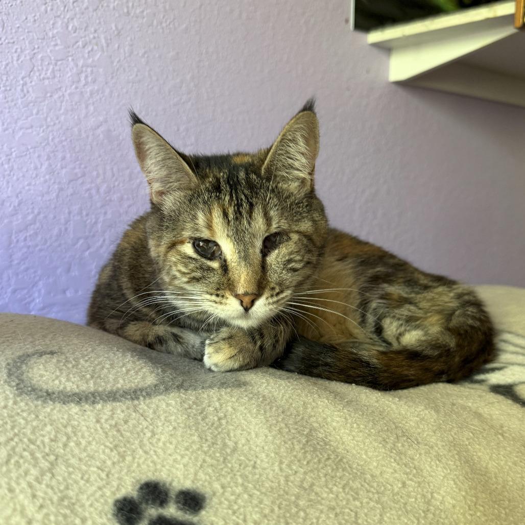 Enlarge Georgia 2024, a Adoptable Domestic Medium Hair in Palmdale, CA image 3/4