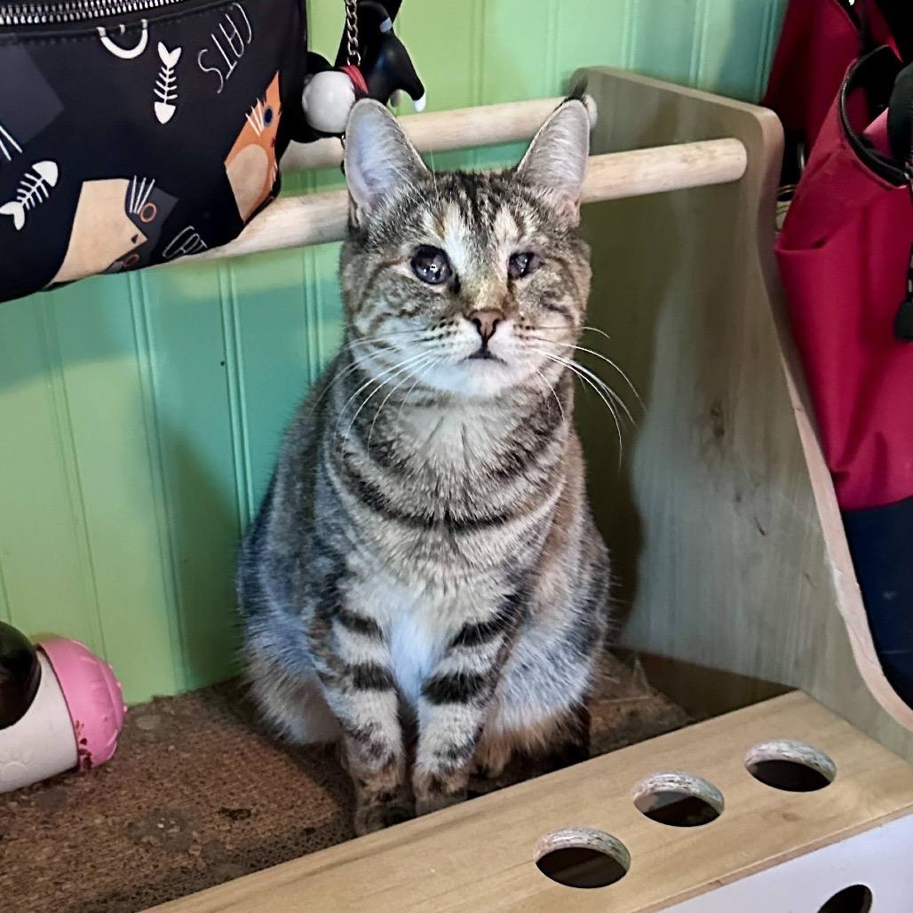 Georgia 2024, a Adoptable Domestic Medium Hair in Palmdale, CA image 3/3