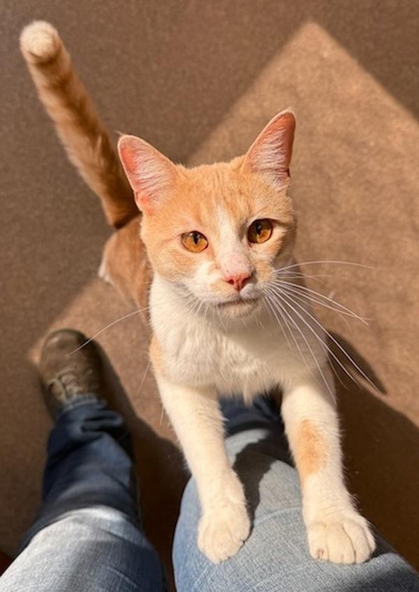 Bilbo, a Adoptable mixed breed in Great Falls, MT image 1/6