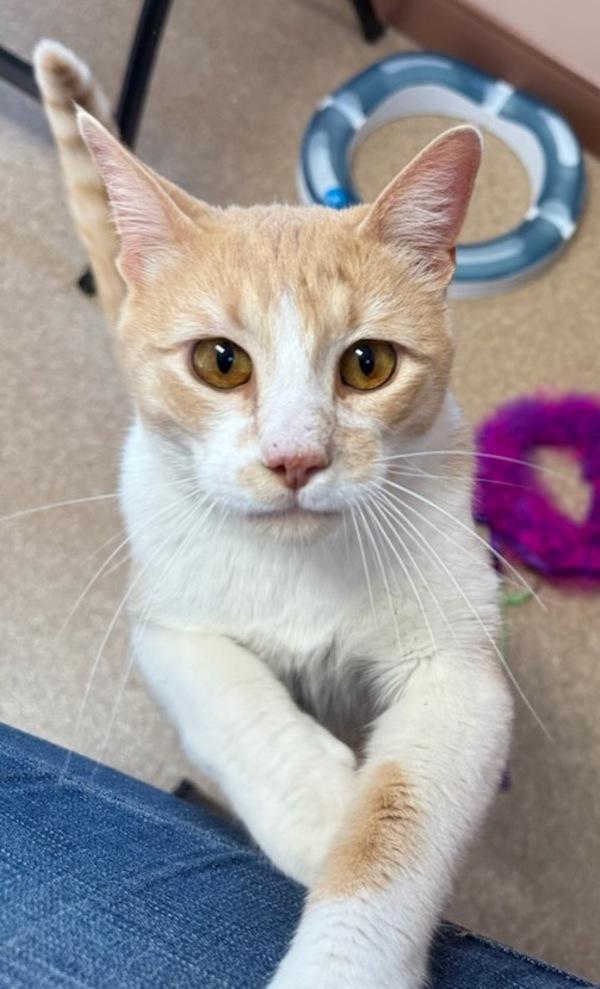 Bilbo, a Adoptable mixed breed in Great Falls, MT image 3/6