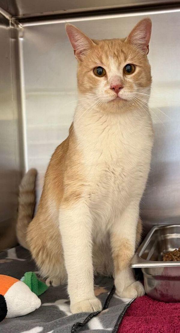 Bilbo, a Adoptable mixed breed in Great Falls, MT image 4/6