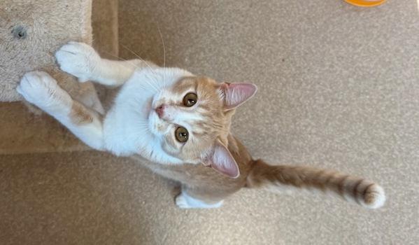 Bilbo, a Adoptable mixed breed in Great Falls, MT image 6/6