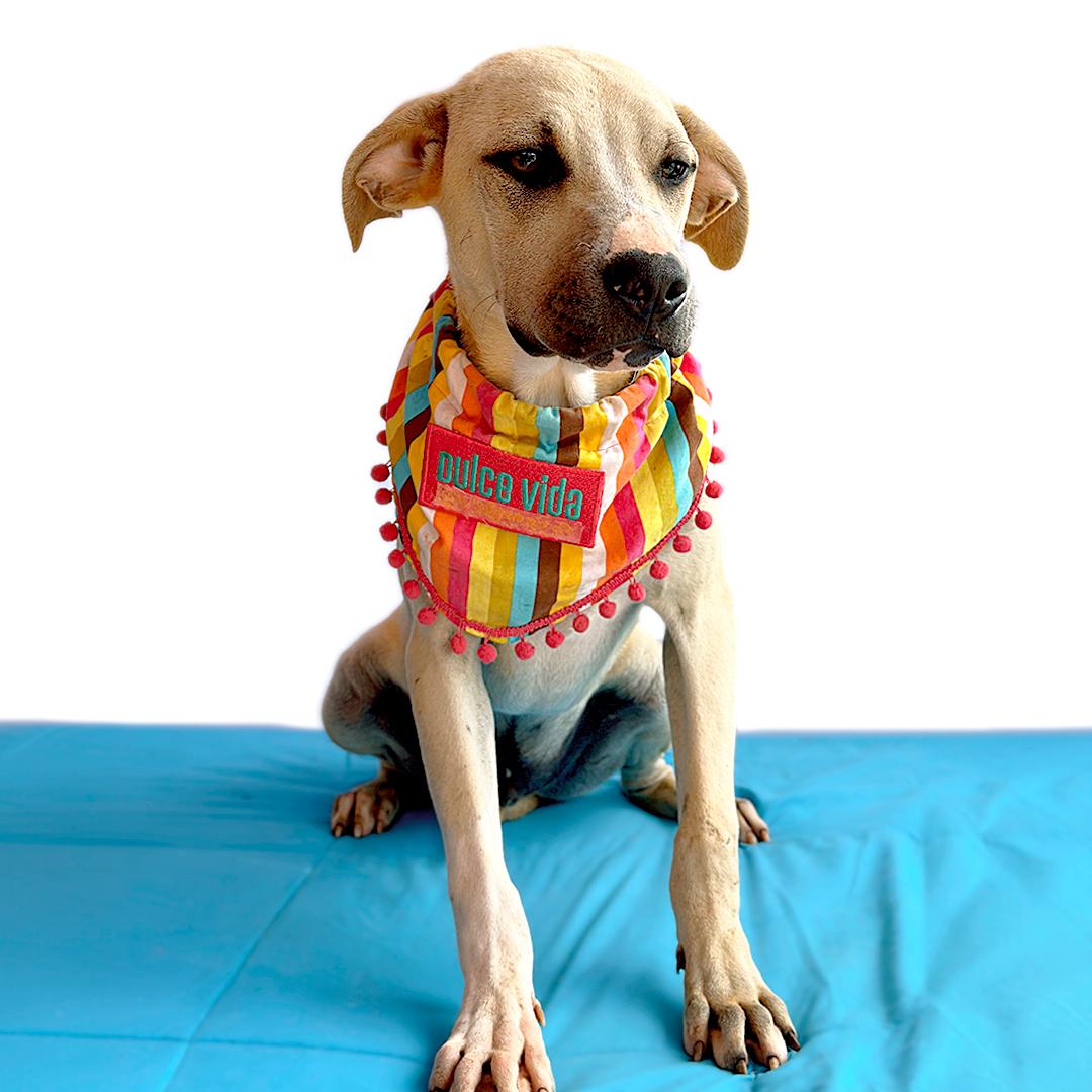 Enlarge LOUIE, a Adoptable mixed breed in San Diego, CA image 3/3