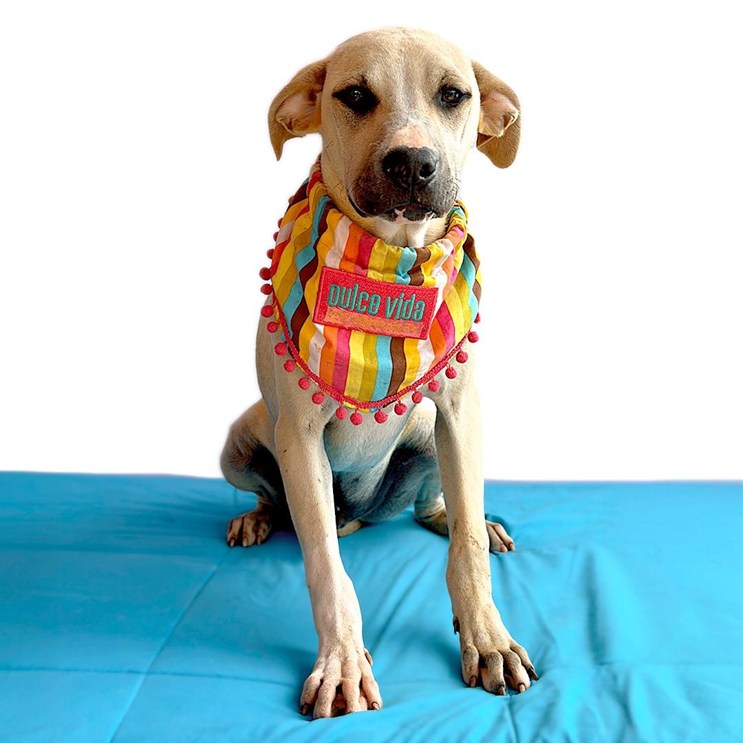 Enlarge LOUIE, a Adoptable mixed breed in San Diego, CA image 2/3