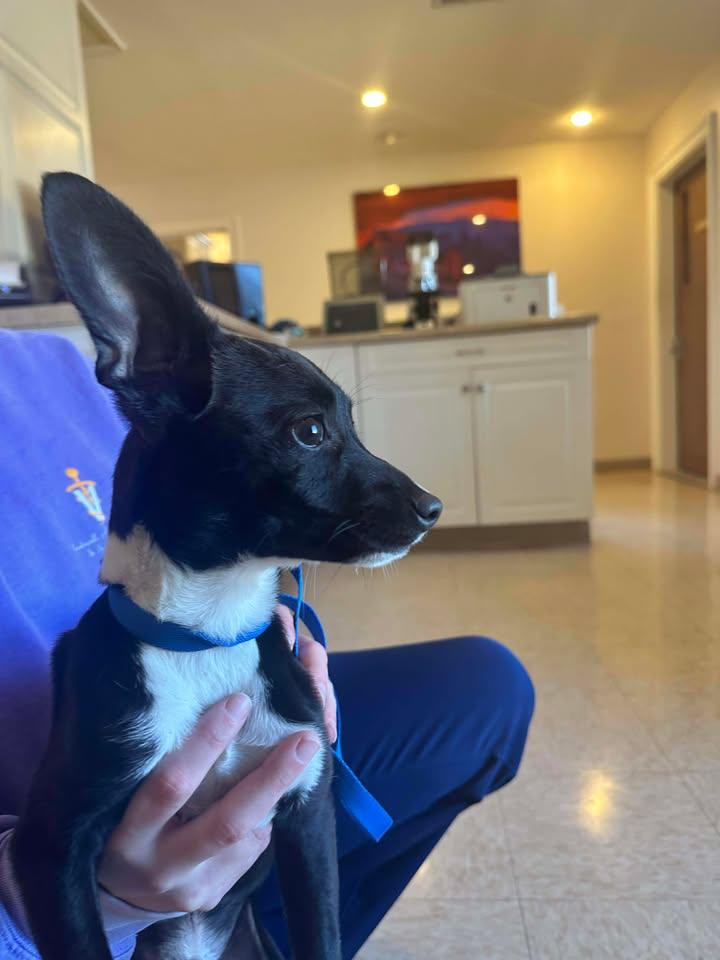 Tito, an adoptable mixed breed in Guntersville, AL image 2/2