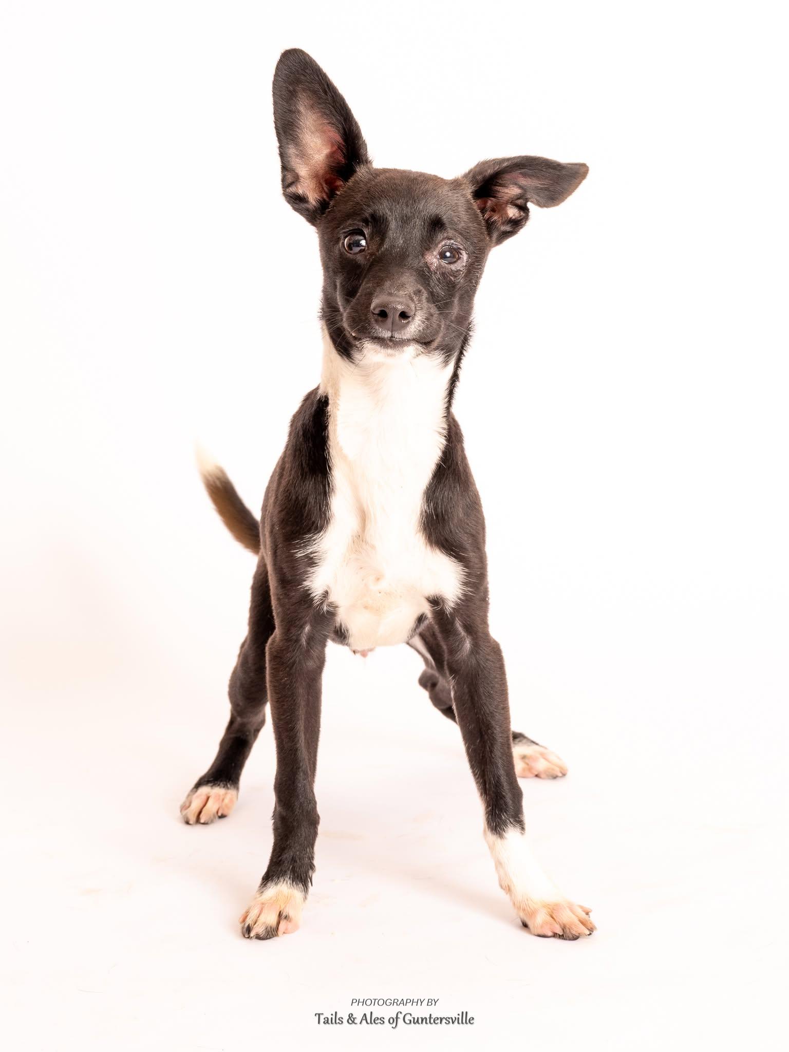 Tito, an adoptable mixed breed in Guntersville, AL image 1/2