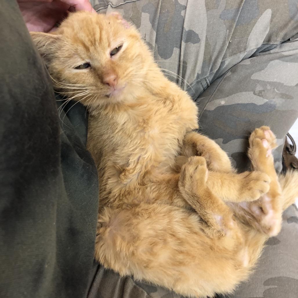 Enlarge Grungo, a Adoptable Domestic Short Hair in Kingman, KS image 1/5