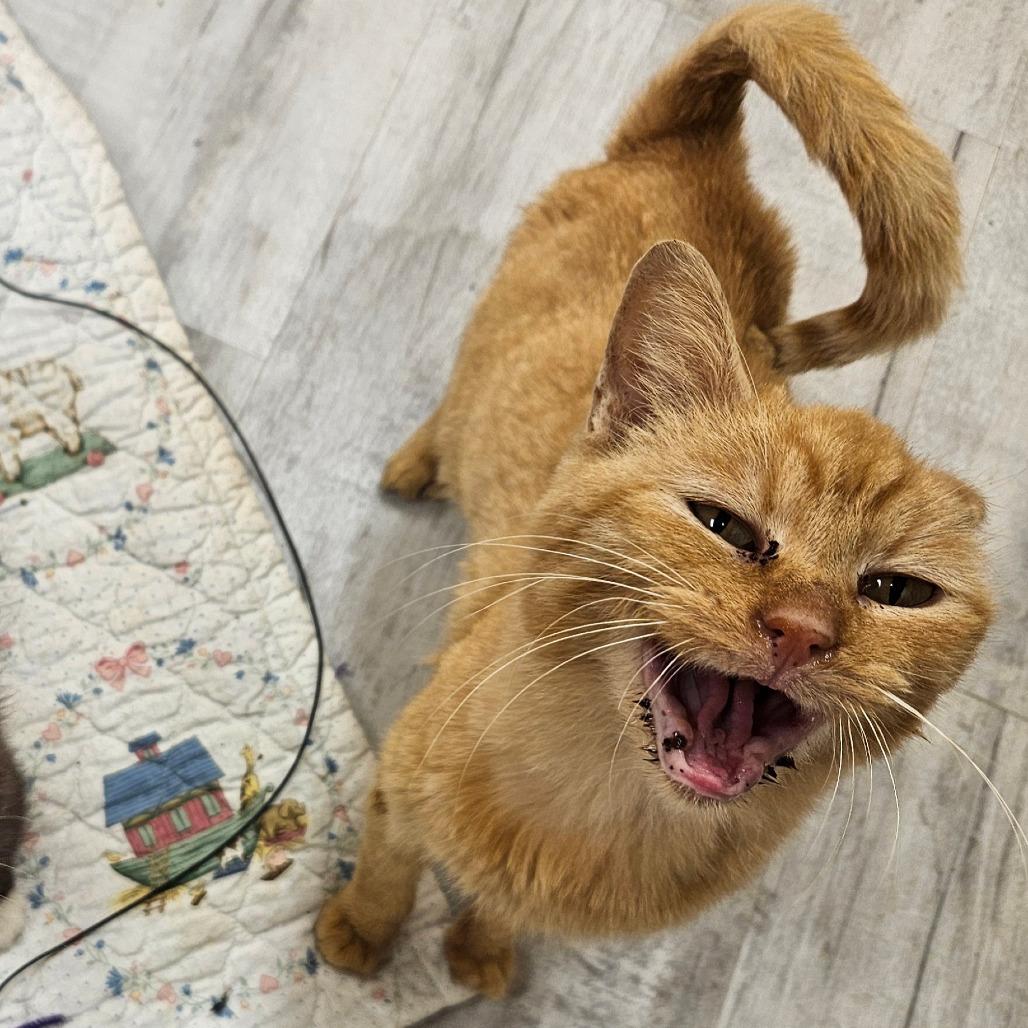 Enlarge Grungo, a Adoptable Domestic Short Hair in Kingman, KS image 2/5