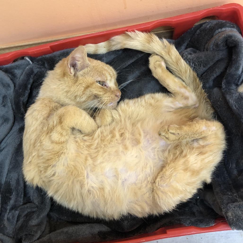 Enlarge Grungo, a Adoptable Domestic Short Hair in Kingman, KS image 3/5