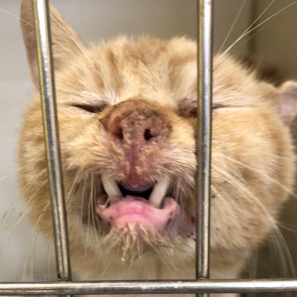 Enlarge Grungo, a Adoptable Domestic Short Hair in Kingman, KS image 4/5