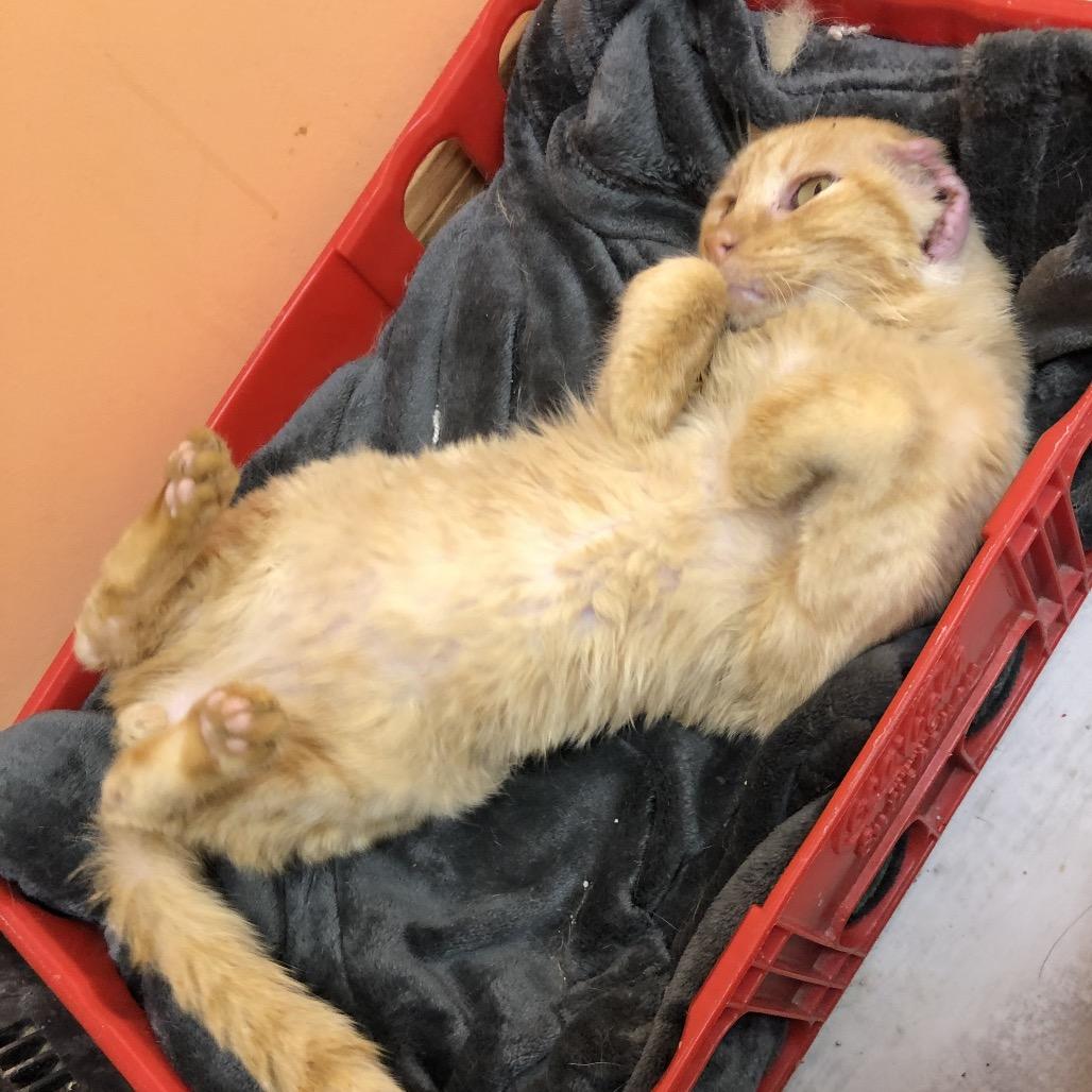 Enlarge Grungo, a Adoptable Domestic Short Hair in Kingman, KS image 5/5