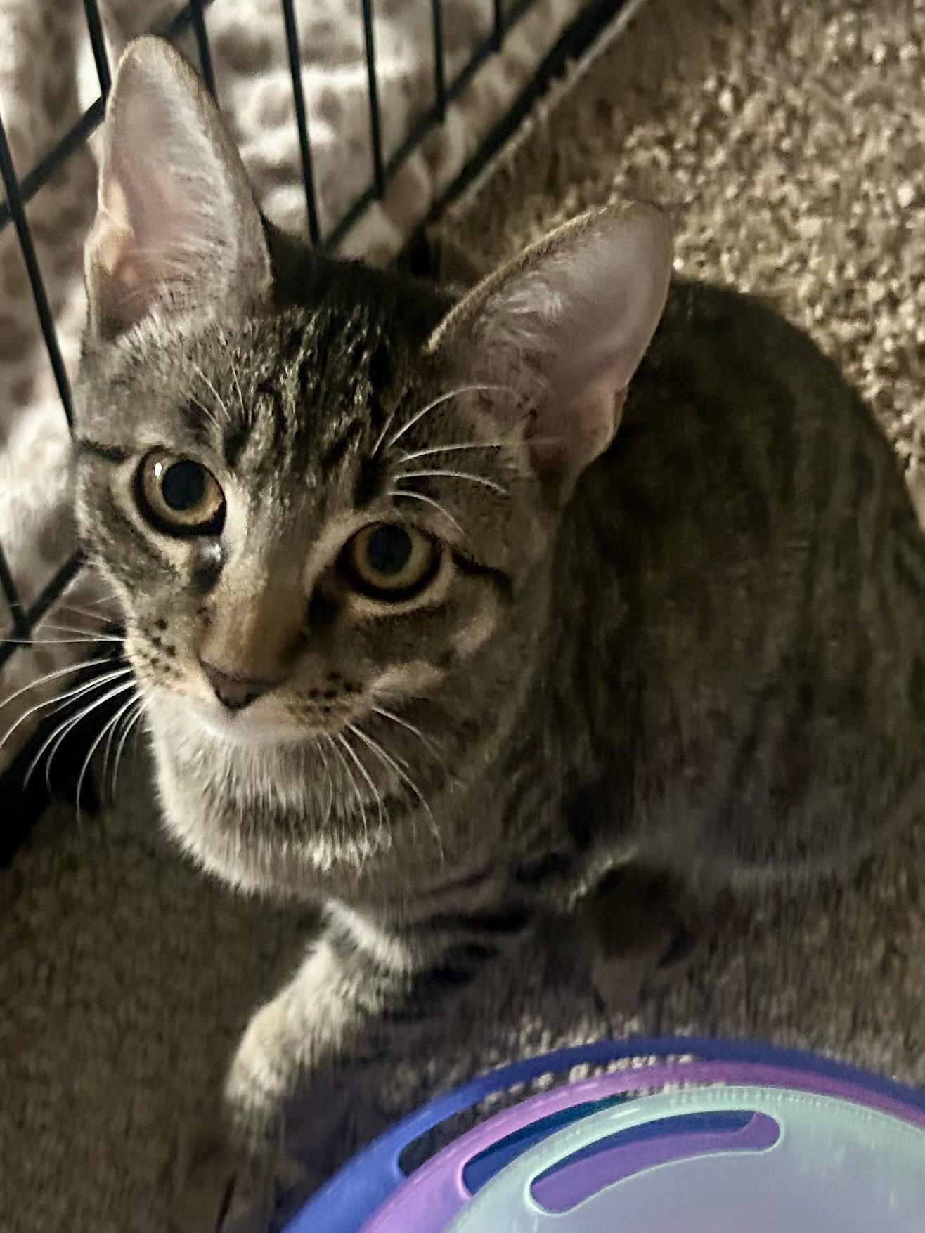 Tiger Star, Adoptable, Young Male Domestic Short Hair.