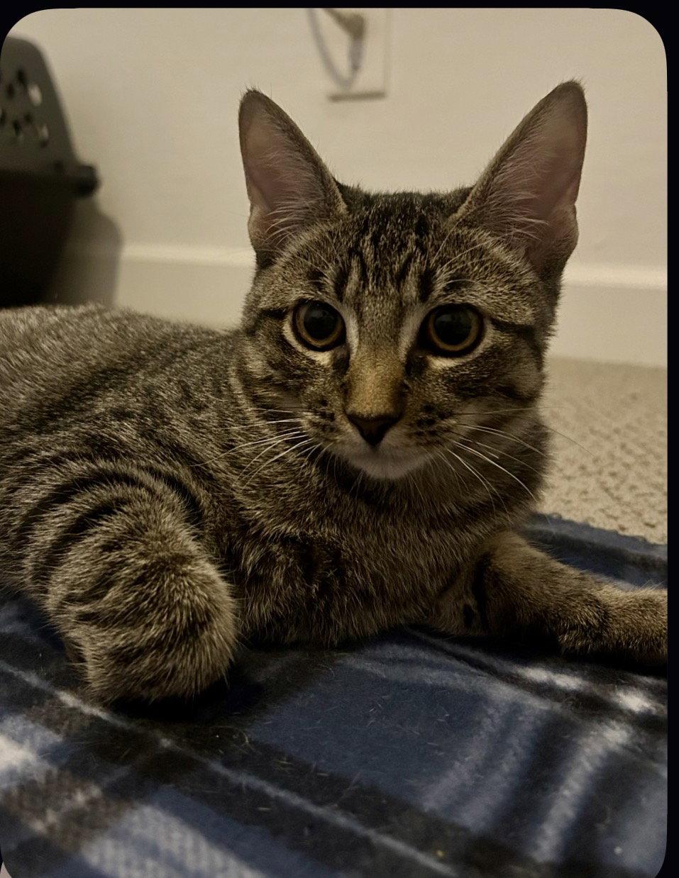 Enlarge Tiger Star, a Adoptable Domestic Short Hair in Scottsdale, AZ image 2/3