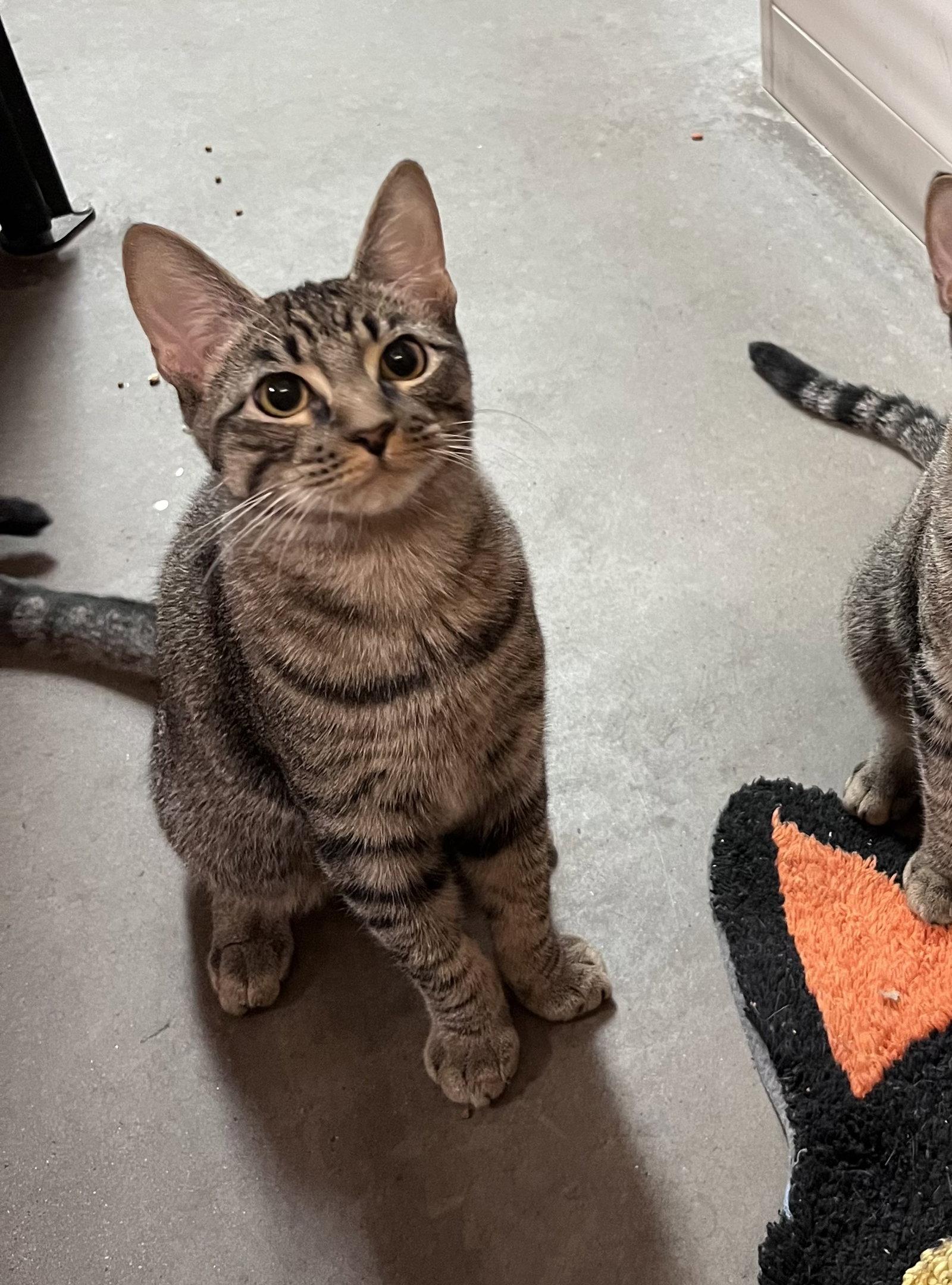 Enlarge Tiger Star, a Adoptable Domestic Short Hair in Scottsdale, AZ image 3/3