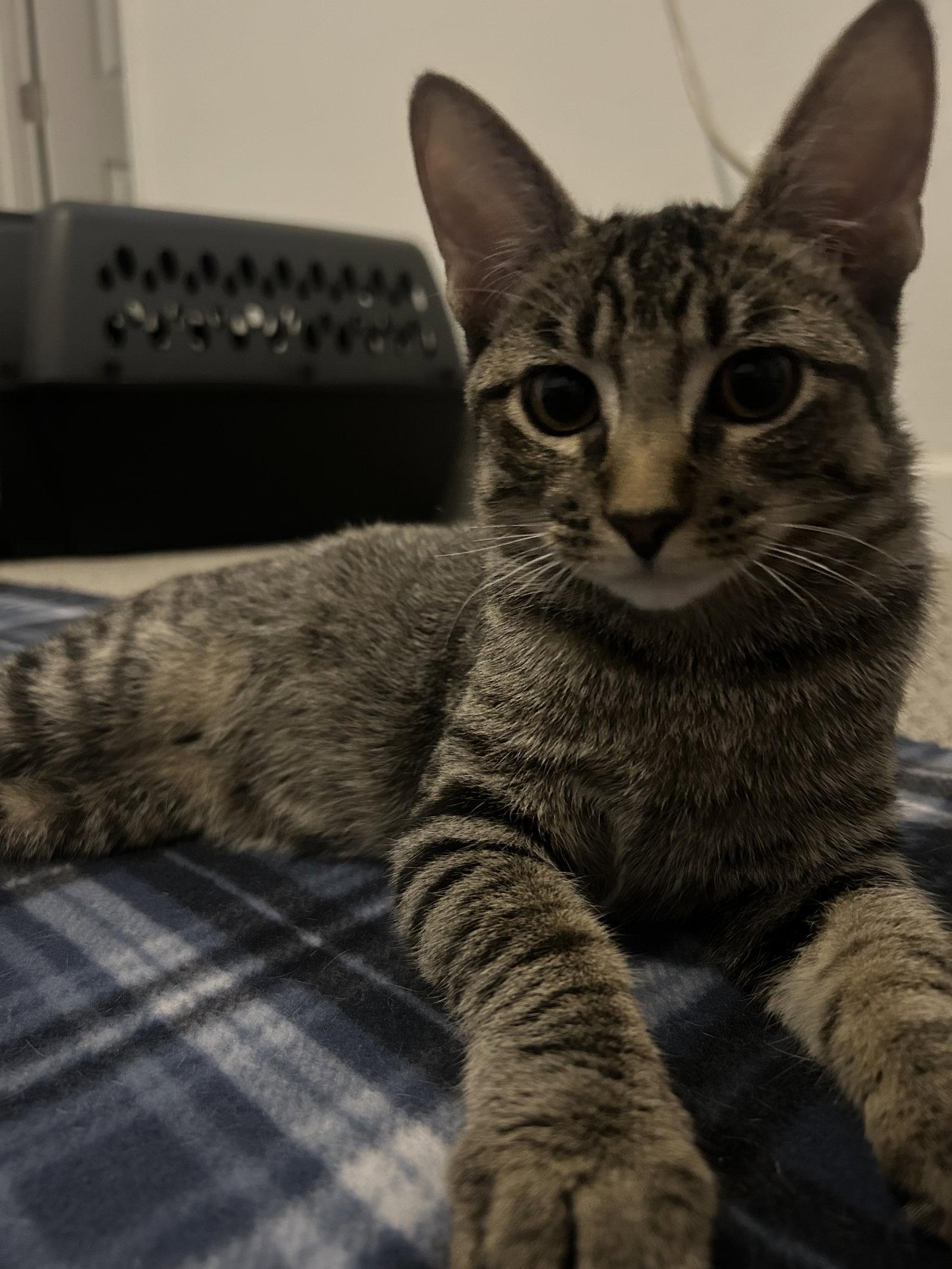 Enlarge Tiger Star, a Adoptable Domestic Short Hair in Scottsdale, AZ image 3/3